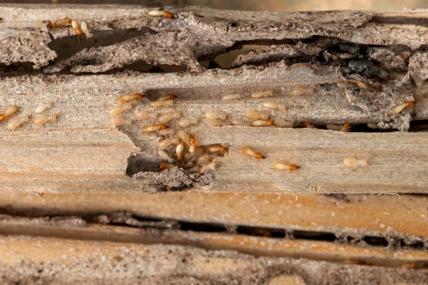 Best Pest Control Near Me  in Heber, UT