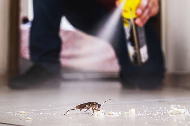 Professional Pest Control in Heber, UT